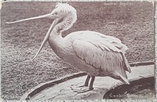 Tuck animal studies for sale Tuck animal studies for sale  BARNET