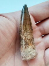 Dente spinosauro fossile usato  Minerbio