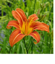 Hemerocallis fulva rizomi usato Hemerocallis fulva rizomi usato  Vivaro Romano