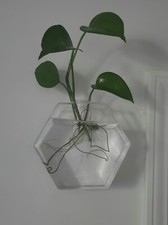 Propagation wall hanging for sale  Cypress