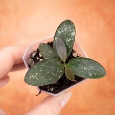 Hoya lightly rooted for sale  Allen