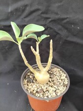 Othonna triplinervia plante d'occasion  Sainte-Croix-Volvestre