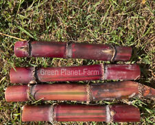 Kavarangi sugar cane for sale  Punta Gorda