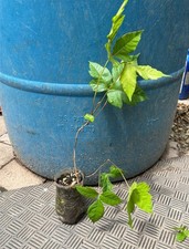 Poison ivy rooted for sale  Livingston