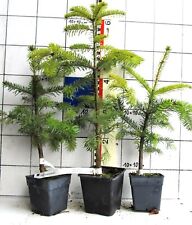 Abies nordmanniana tannenbaum gebraucht kaufen  Bad Bergzabern