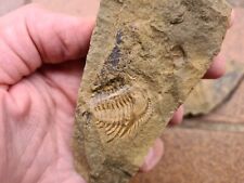 Fantastic trilobite kettnerasp gebraucht kaufen  Mainz