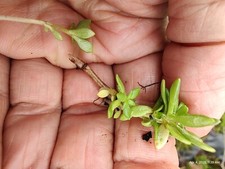Creeping sedum plants for sale  Irwin