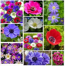 Anemone bulbs collection for sale  CRAWLEY
