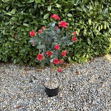 standard rose for sale standard rose for sale LEATHERHEAD