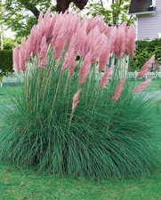 Pianta cortaderia selloana usato  Torre Canavese