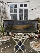 taxidermy pike for sale taxidermy pike for sale  SOUTHWELL