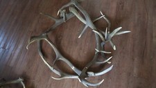 Abwurfstangen hirsch geweih gebraucht kaufen  Wolmirstedt