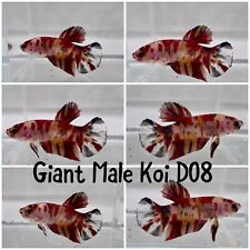 Live betta male for sale  Hockley