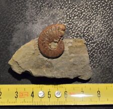 Ammonite limonitizzata osperle usato  Segrate