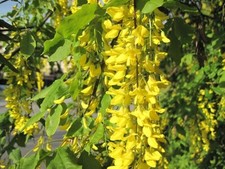 Rain tree fresh for sale  Jacksonville