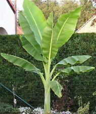Ensete glaucum snow for sale  San Francisco