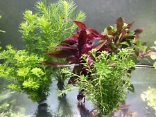 Aquariumpflanzen wasserpflanze gebraucht kaufen  Oberottmarshausen
