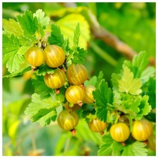 Yellow gooseberry plant for sale  NEWTOWNARDS
