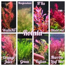 Different rotala stem for sale  Clarksville