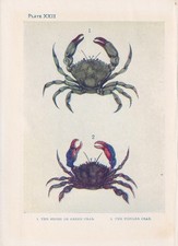 1907 crab print for sale  BIDEFORD