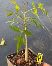 Rare plant bursera for sale  Shipping to United Kingdom