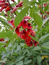 Erythrina crista galli d'occasion  Basse-Goulaine
