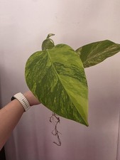 Variegated monstera aurea for sale  PORT TALBOT