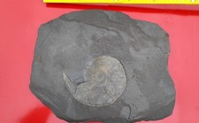 Schieferplatte versteinerung a gebraucht kaufen  Homburg