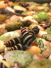 Assassin snails tap for sale  Fillmore