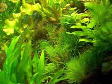 Aquariumpflanzen topf vordergr gebraucht kaufen  Nünchritz