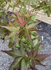 Acer palmatum kurenai for sale  Independence