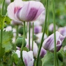 000 fresh harvest for sale  Holiday