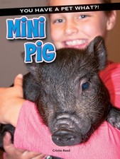 Mini pig for sale  Minneapolis