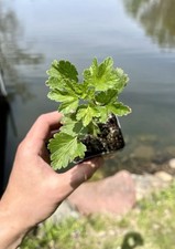 Black velvet gooseberry for sale  Lake Zurich