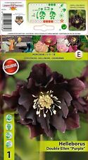 Helleborus double ellen gebraucht kaufen  Erfurt