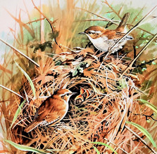 Wrens nest. vintage for sale  NELSON
