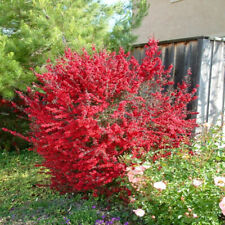 Tea tree red for sale  LLANDYSUL