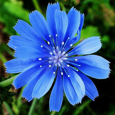 Chicory seeds non for sale  Tarpon Springs
