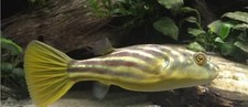Fahaka puffer fish for sale  Brooklyn