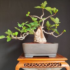 Bonsai esemplare fico usato  San Pancrazio Salentino