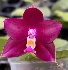 Original phal phalaenopsis for sale  Boca Raton