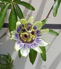 Samen passiflora passionsblume gebraucht kaufen  Calw