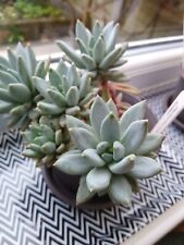 Pachyphytum hookeri fresh for sale  NEWPORT