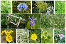 Pond marginal plants for sale  SCUNTHORPE