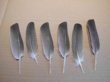 Taubenfedern naturfedern 16 gebraucht kaufen  Warendorf