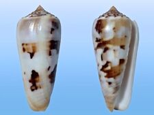 Conidae conus gubernator usato  Roma