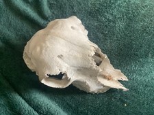 Sheep skull for sale Sheep skull for sale  RICHMOND