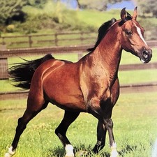 Horse keeping small for sale  Grovetown