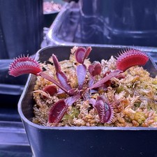 Venus flytrap fts for sale  Portland