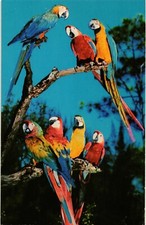 Cartão postal Dr Jim Stamps araras na selva de papagaio Miami não publicado, usado comprar usado  Enviando para Brazil